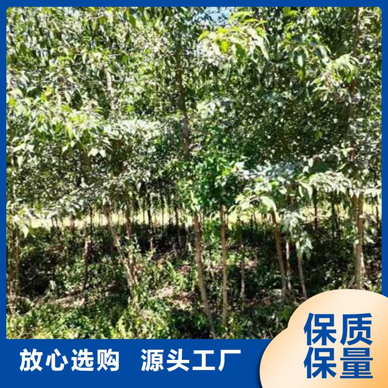 杜梨_毛桃苗对质量负责同城服务商
