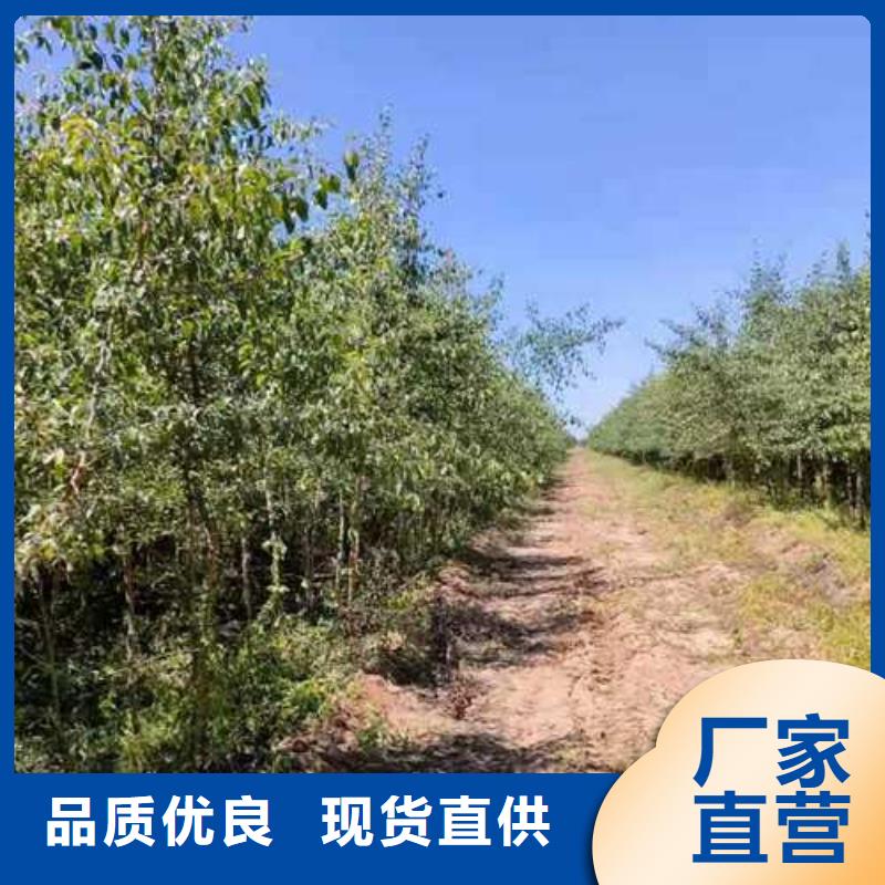 杜梨-山桃苗敢与同行比价格老客户钟爱
