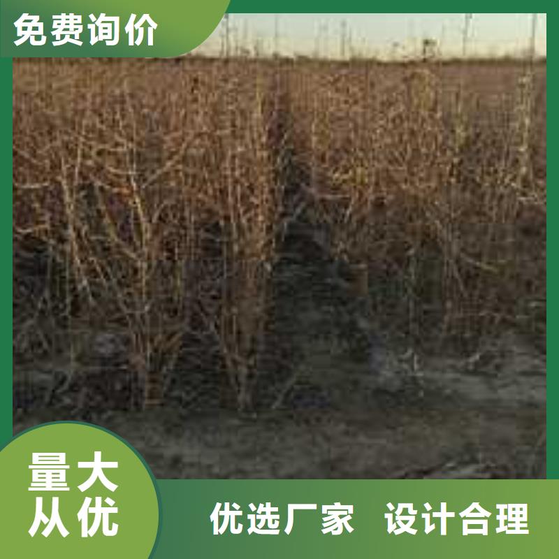 杜梨苗一亩地利润当地经销商