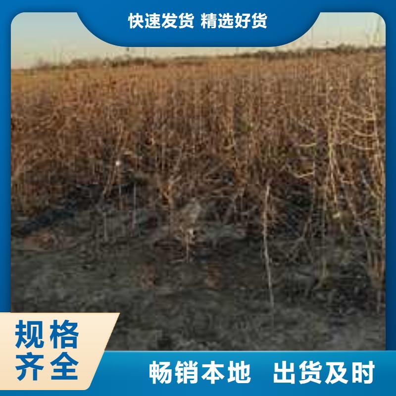 【杜梨梨树苗基地打造行业品质】无中间商厂家直销
