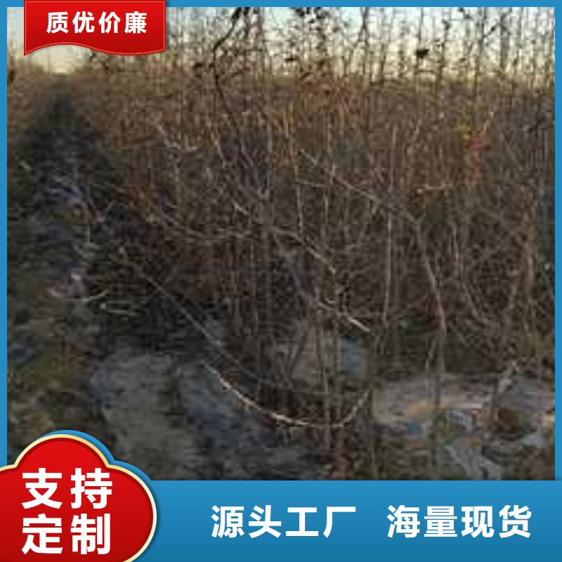 杜梨苗亩产多少拥有核心技术优势