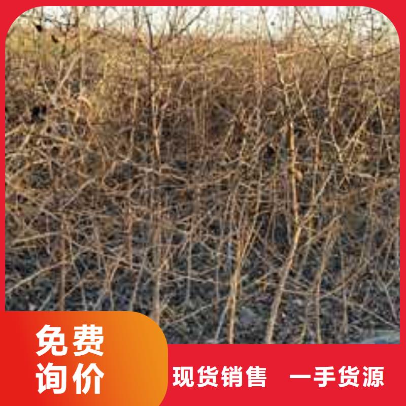 杜梨苗新品种免费回电