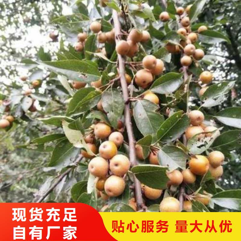 杜梨海棠苗质量优价格低同城制造商