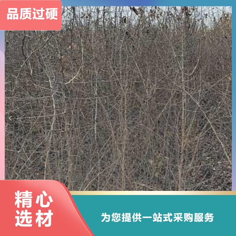 杜梨小苗种植基地真材实料加工定制