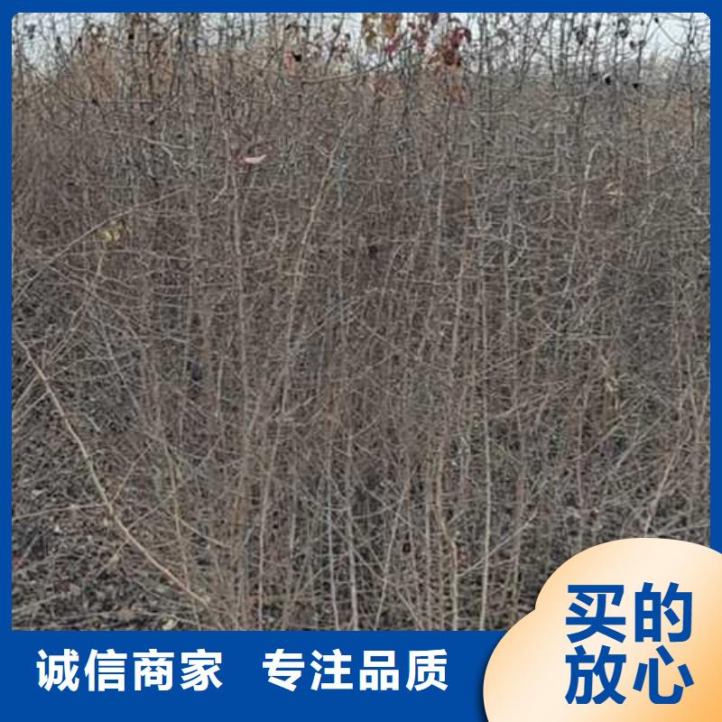 杜梨树苗新品种快速生产
