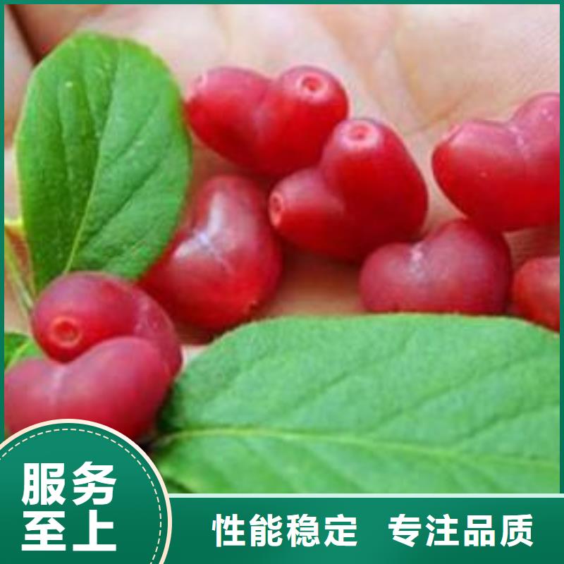 爱情果苗多少钱一棵当地品牌