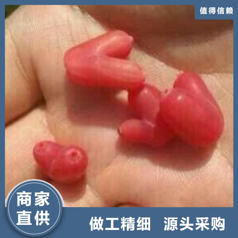 杈杷果苗规格按需设计