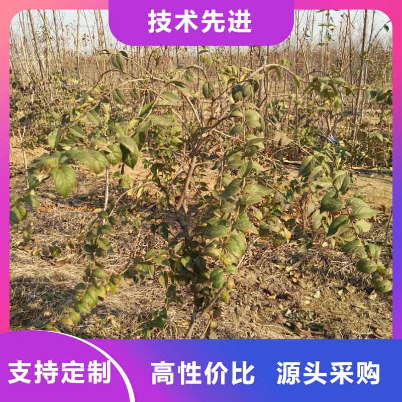 爱情果苗根系发达应用领域