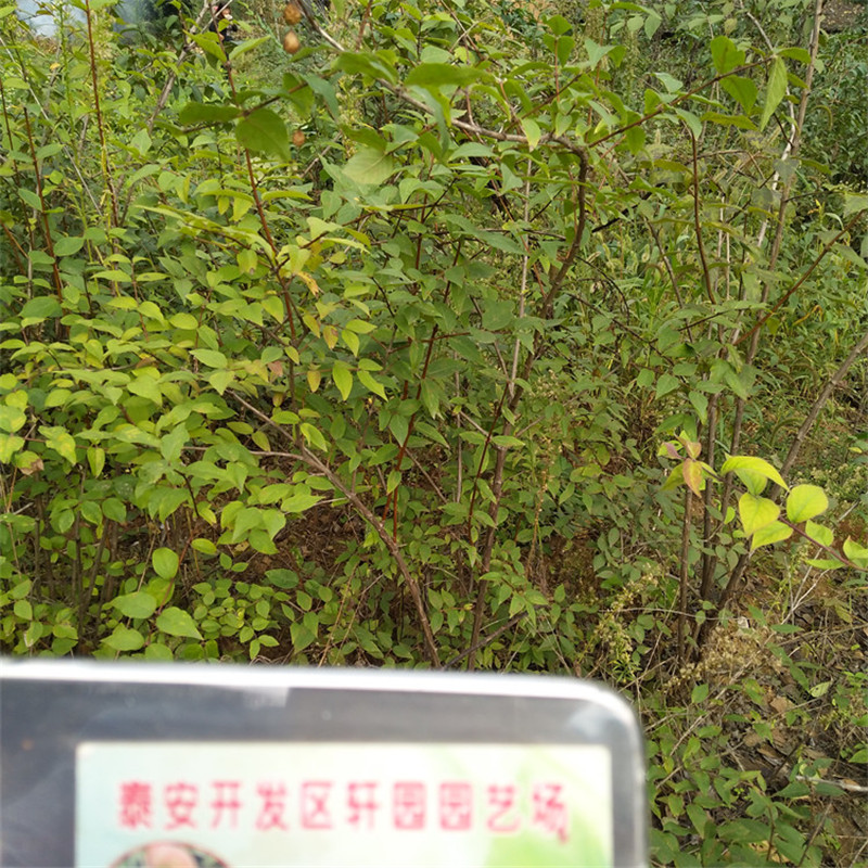 健身果苗基地直销本地生产厂家