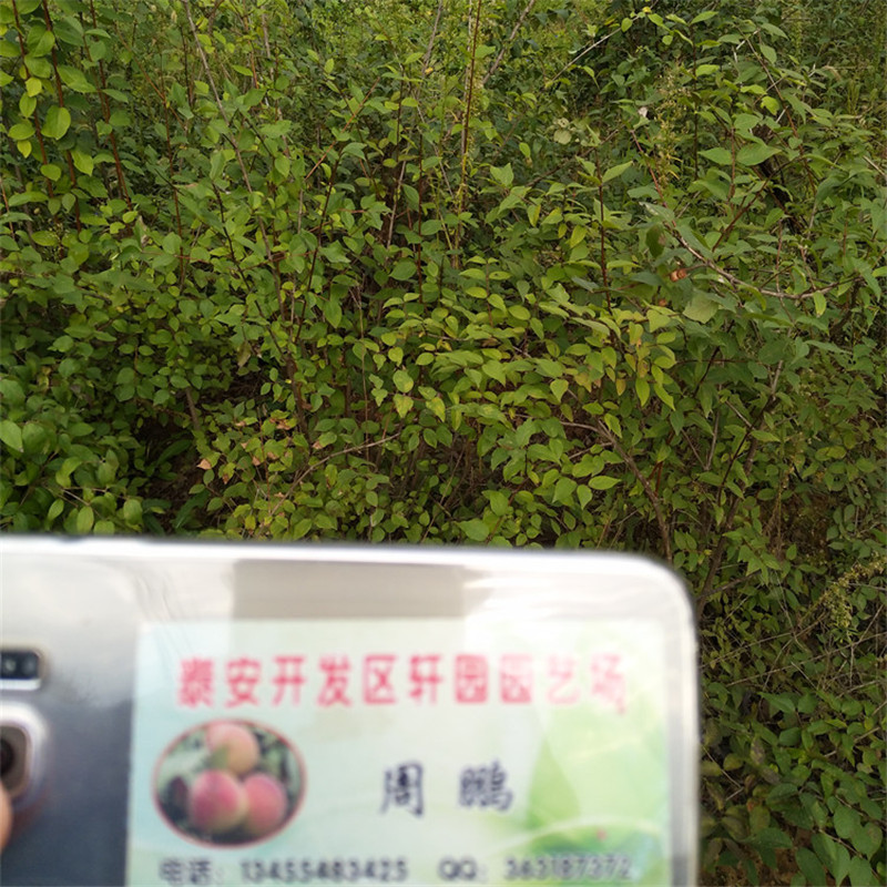 杈杷果树苗经济效益本地品牌