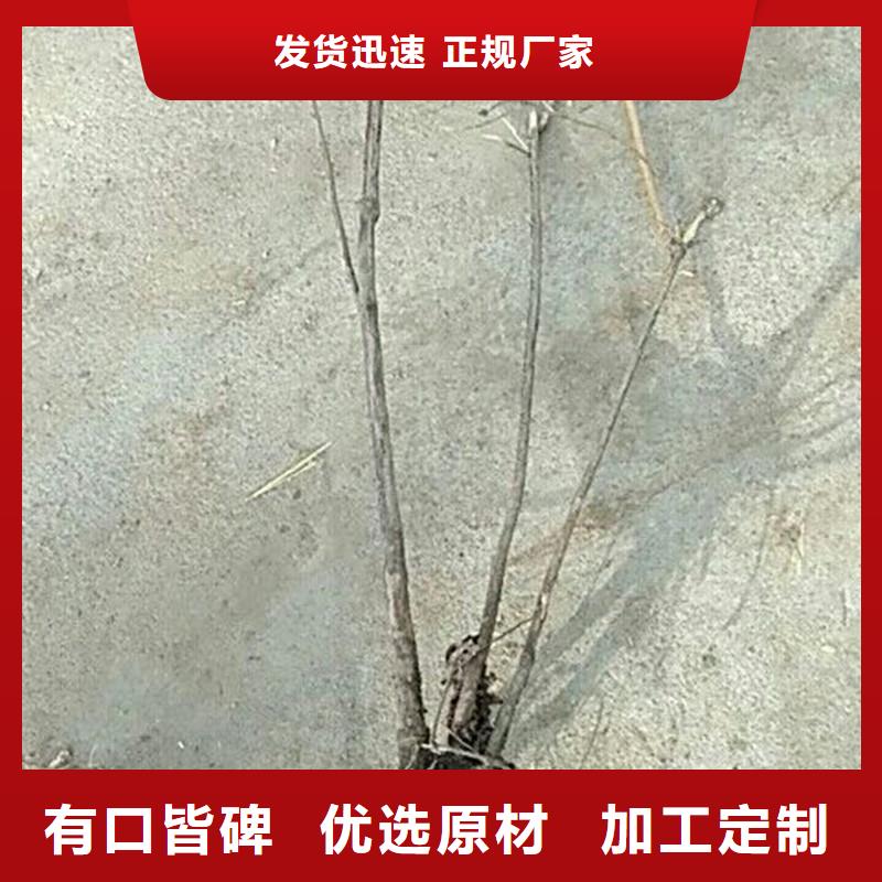 杈杷果树苗什么时间移栽本地公司
