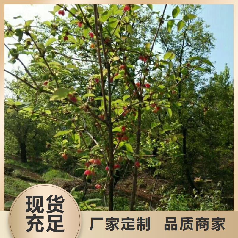 健身果苗一亩地多少棵讲信誉保质量