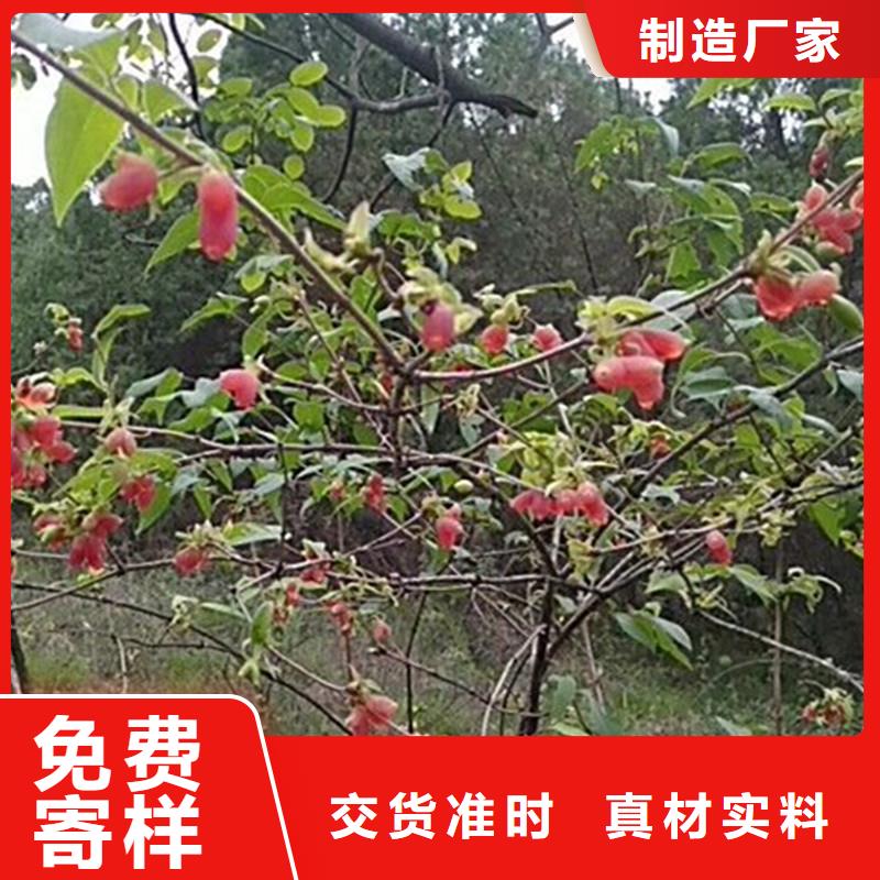 爱情果苗根系发达放心购