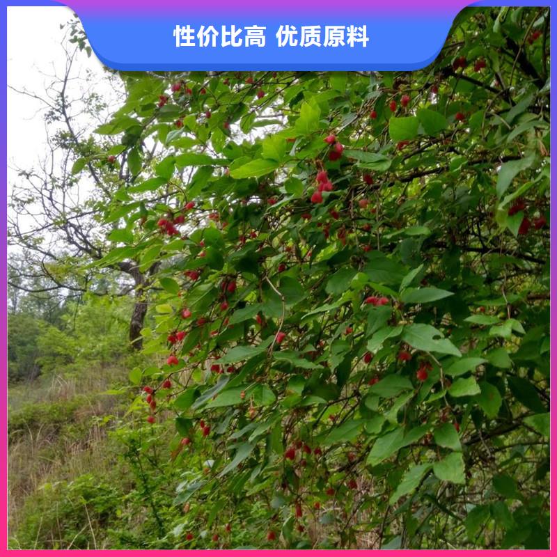 杈杷果苗采摘园让客户买的放心