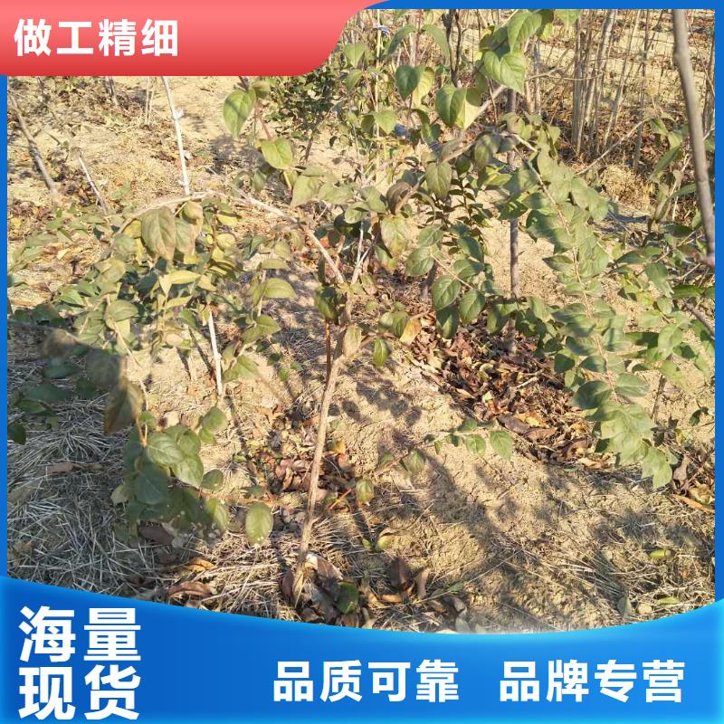 相思果苗基地直销打造好品质