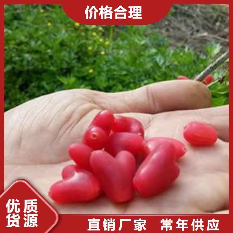 鸳鸯果苗价格专业生产N年