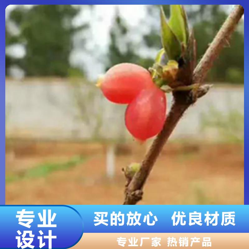 鸳鸯果苗当年结果树快速物流发货