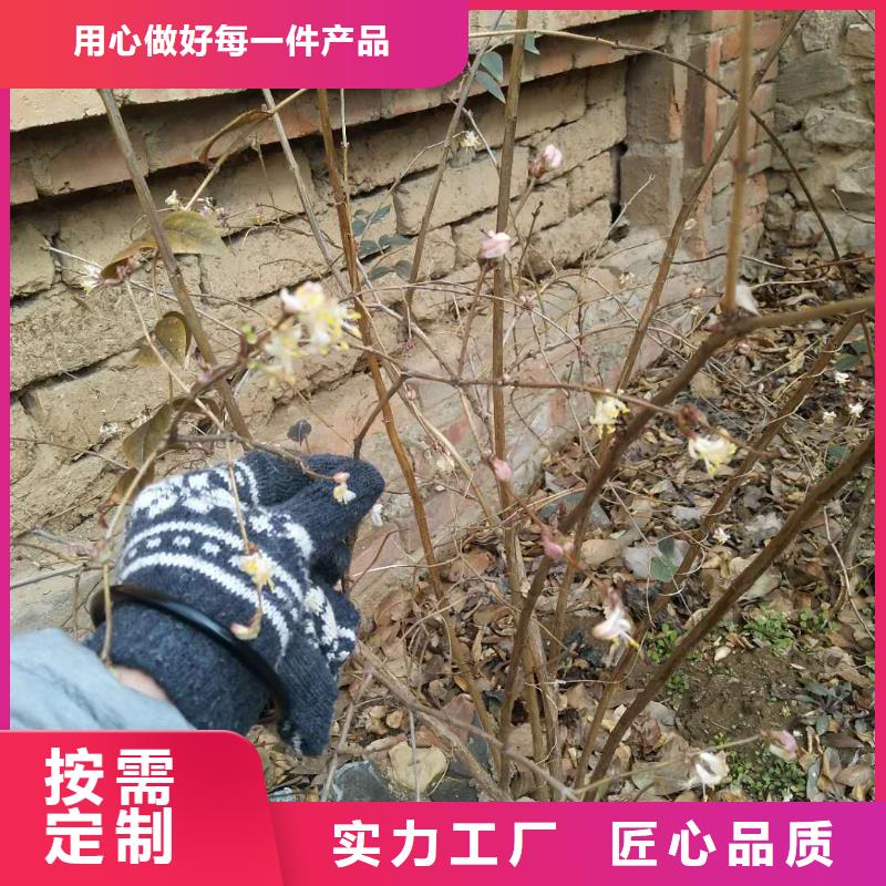 【杈杷果,樱桃苗一站式采购商】厂家