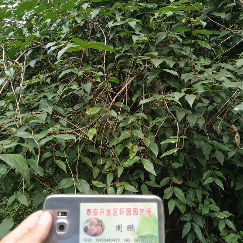 杈杷果树苗价格实力大厂家