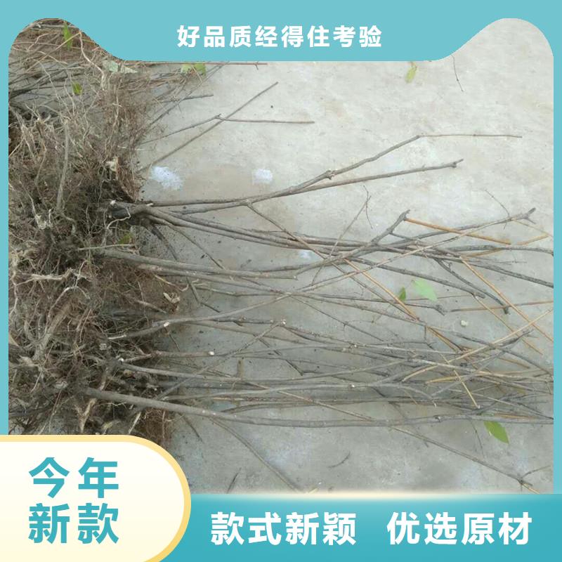 杈杷果多少钱一棵同城服务商