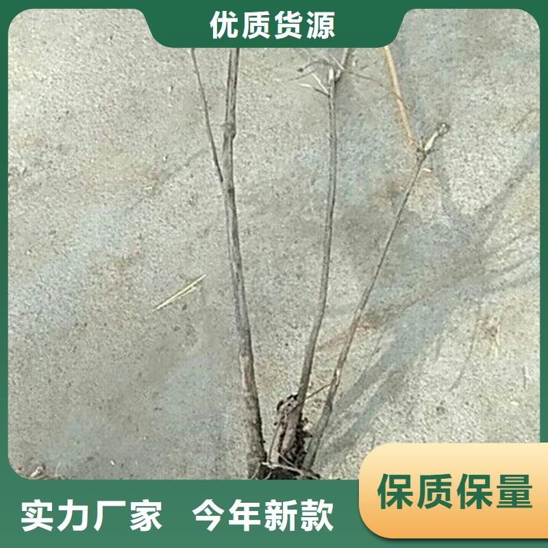爱情果苗产量多少本地厂家