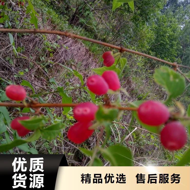 杈杷果_杏树苗长期供应专注质量