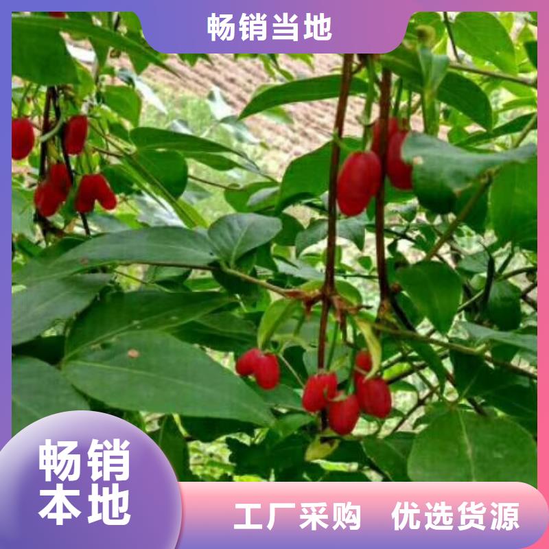 杈杷果苗批发价格品类齐全