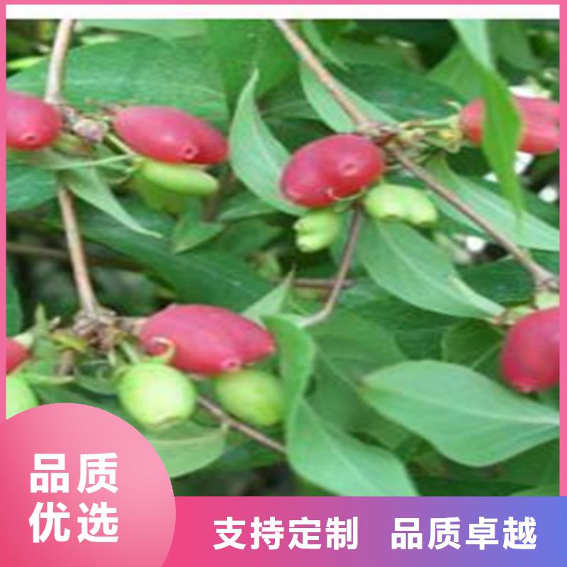 ​杈杷果,樱桃苗多年厂家可靠老客户钟爱