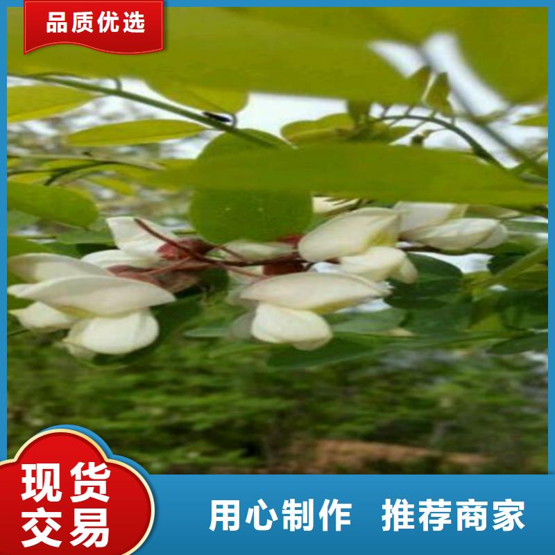 杈杷果_苹果苗支持大小批量采购当地品牌