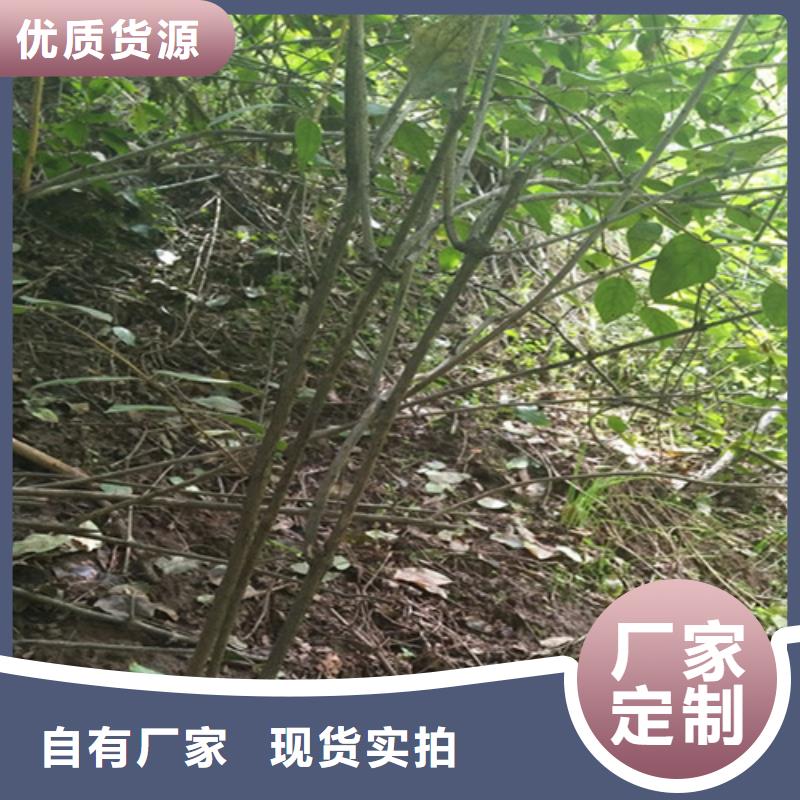 健身果苗适合种植地区同城服务商
