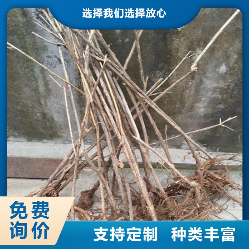 杈杷果【猕猴桃苗】老品牌厂家当地制造商