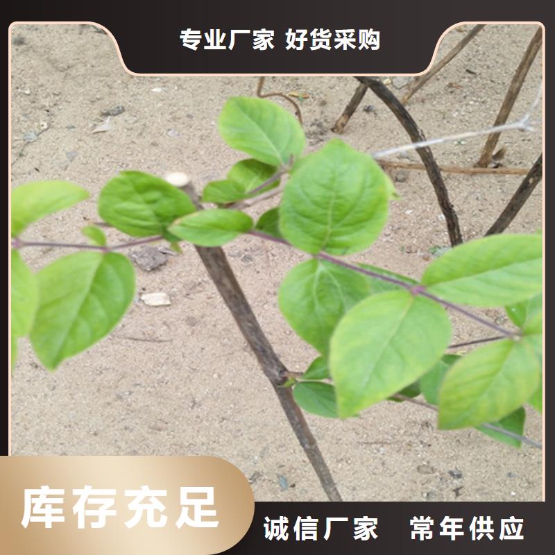 杈杷果苗量多优惠全新升级品质保障