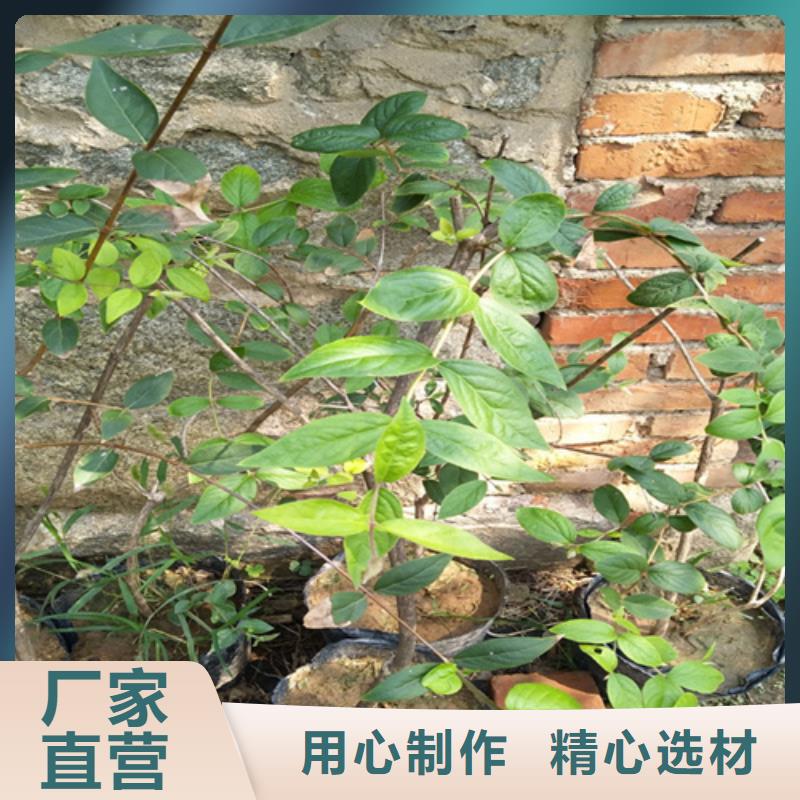 杈杷果苗适合种植地区细节展示