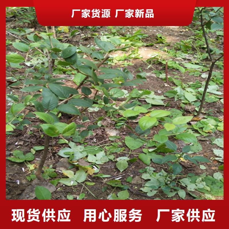 爱情果苗经济效益好货采购