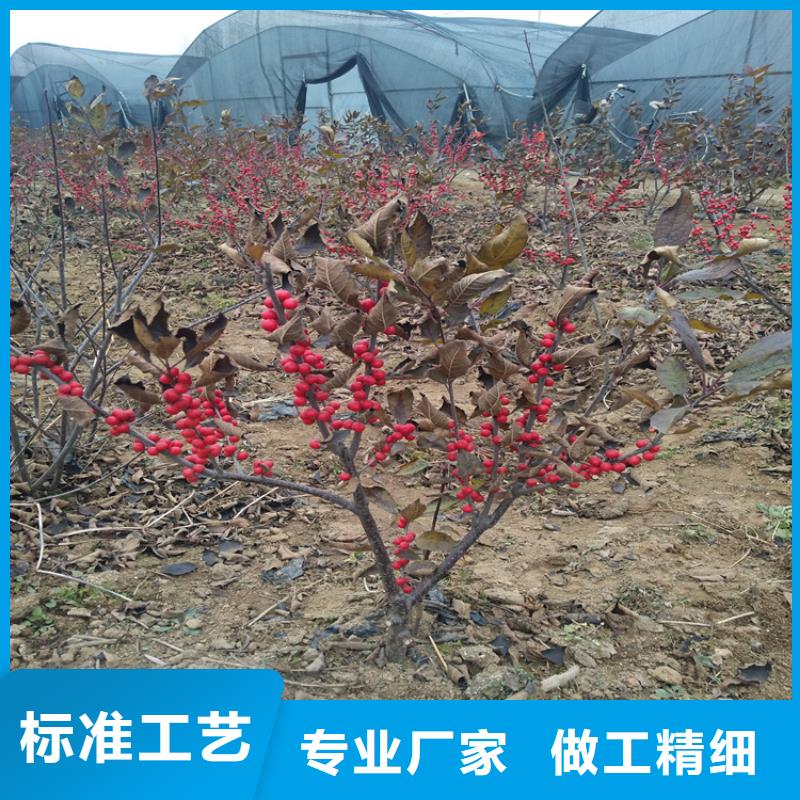 北美冬青擺放風(fēng)水批發(fā)零售貨源報(bào)價(jià)
