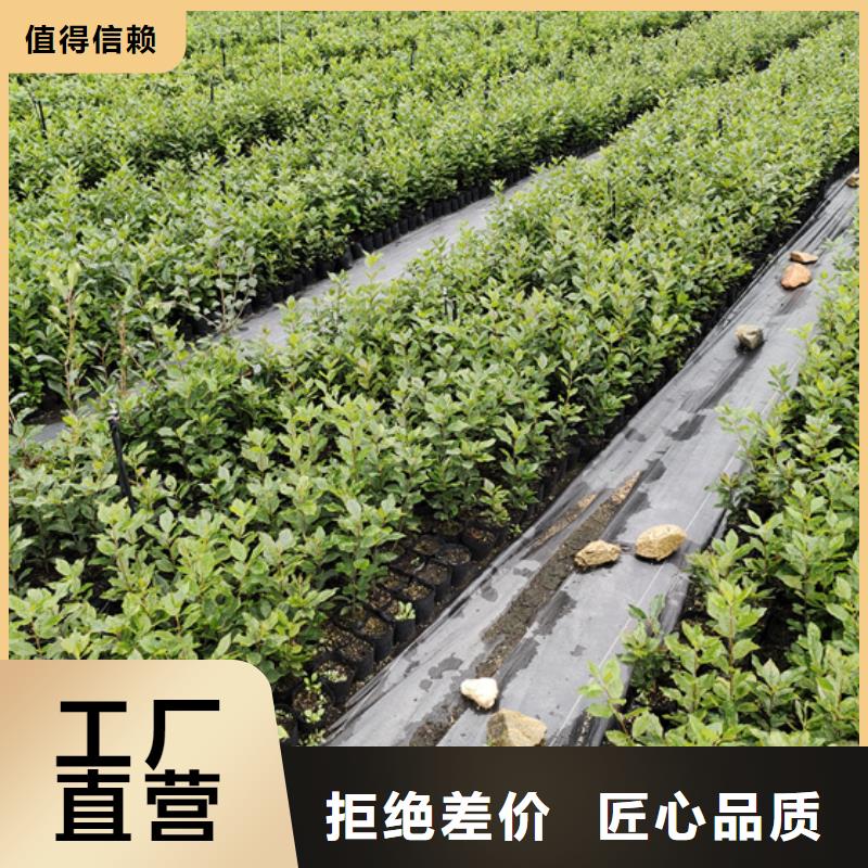 【北美冬青蘋果苗優(yōu)良工藝】{本地}品牌