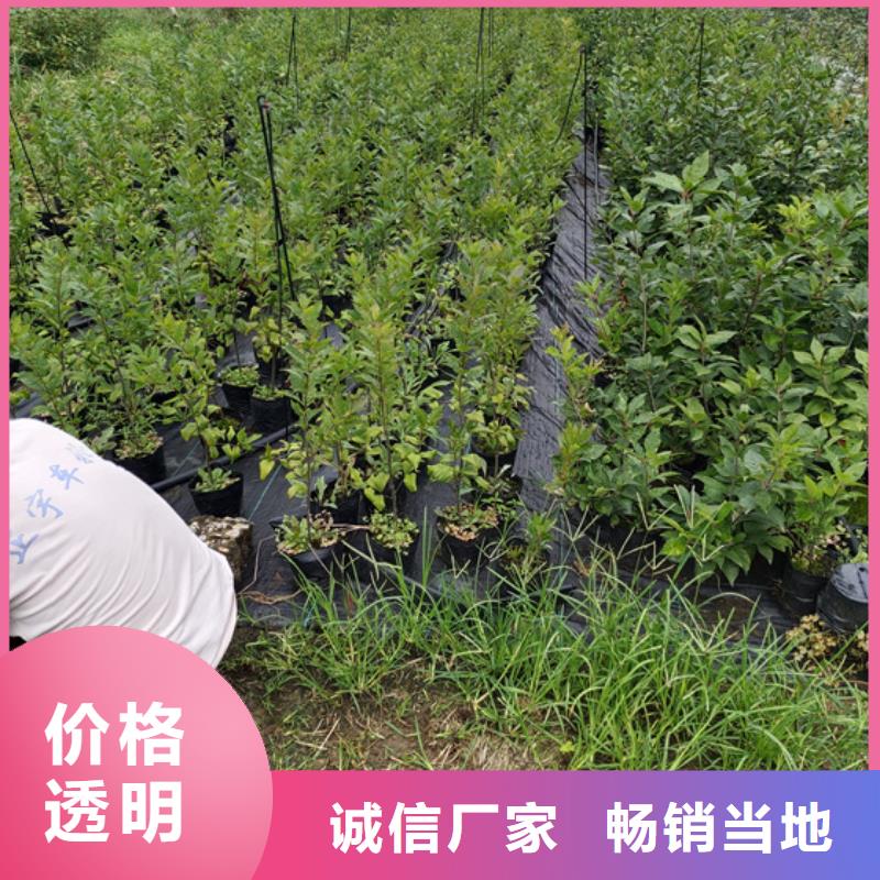 北美冬青樱桃苗专心专注专业全品类现货