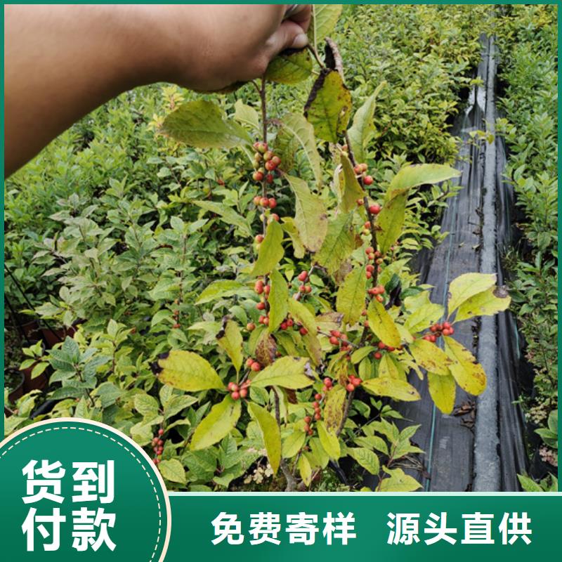 北美冬青-3公分石榴苗质检合格出厂优选货源