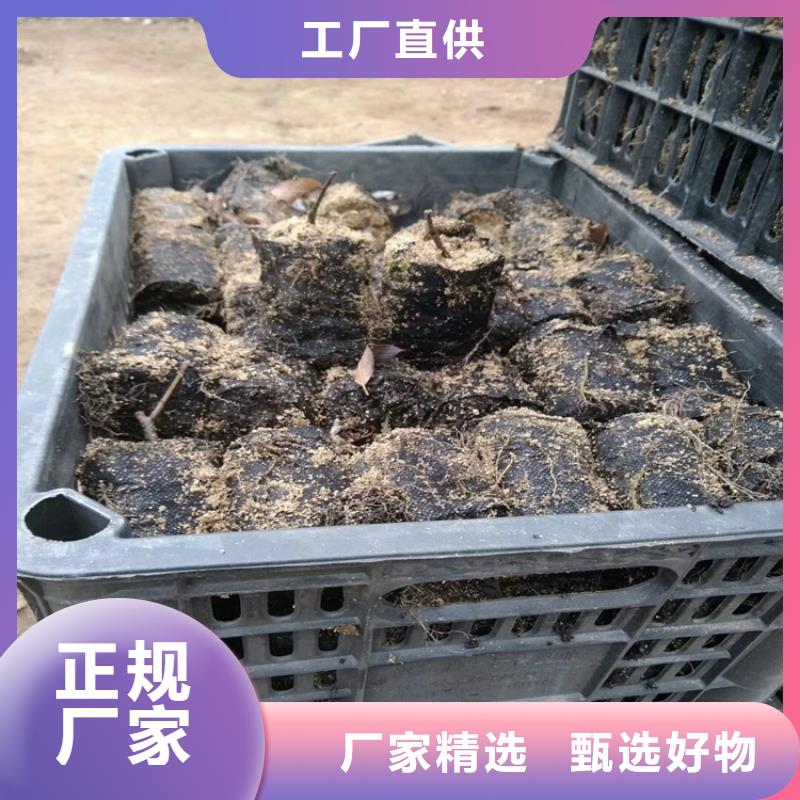 北美冬青【苹果苗】实体厂家支持定制长期供应