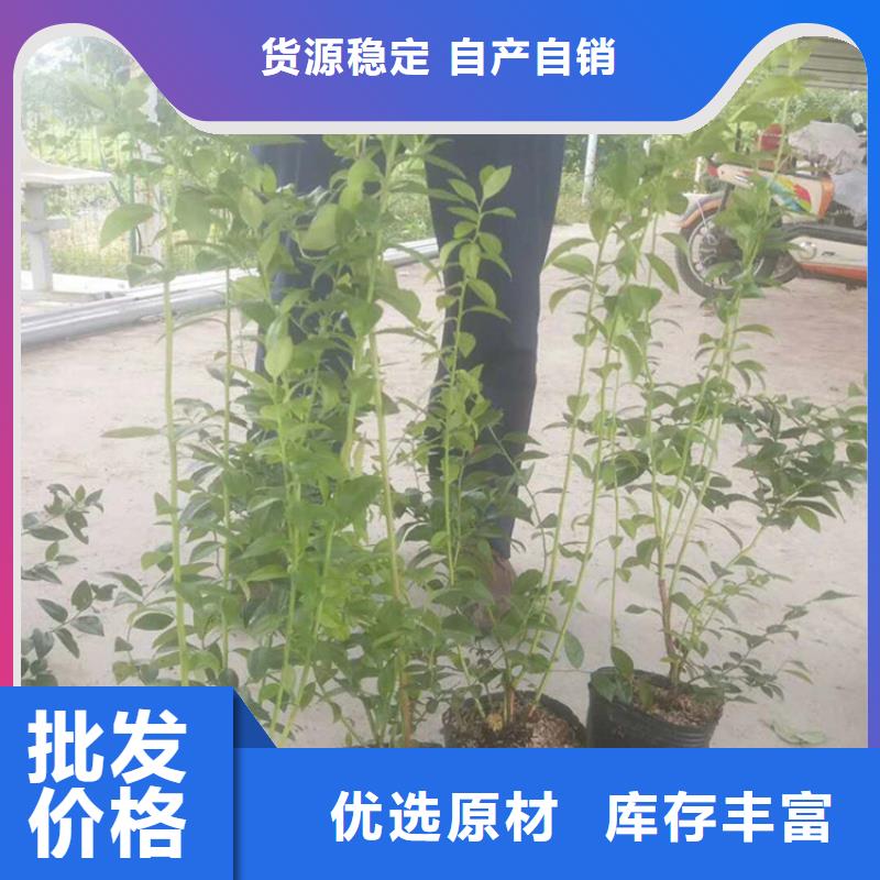 【蓝莓苗樱桃苗产品优良】从厂家买售后有保障