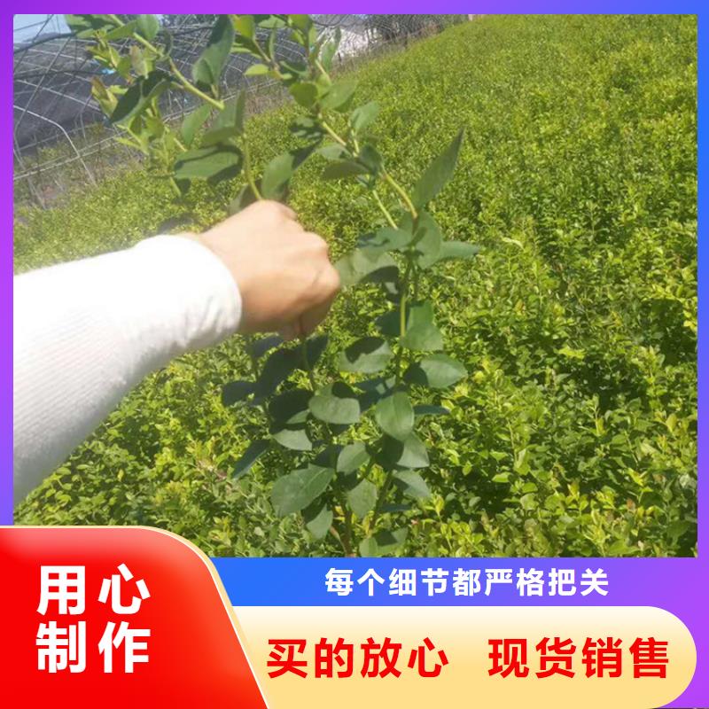 蓝莓苗-【苹果苗】物流配货上门精心选材