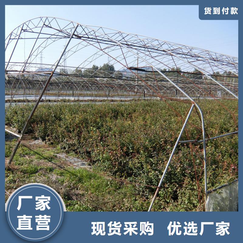结果蓝莓树基地直销按需设计