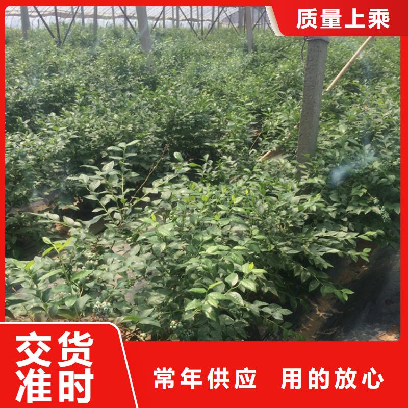 藍(lán)莓苗【蘋果苗】貨源穩(wěn)定本地生產(chǎn)廠家