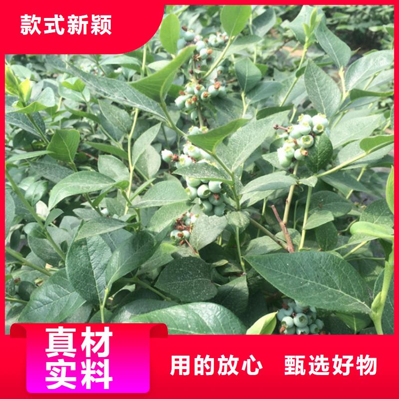 蓝莓苗樱桃苗高品质诚信厂家厂家售后完善