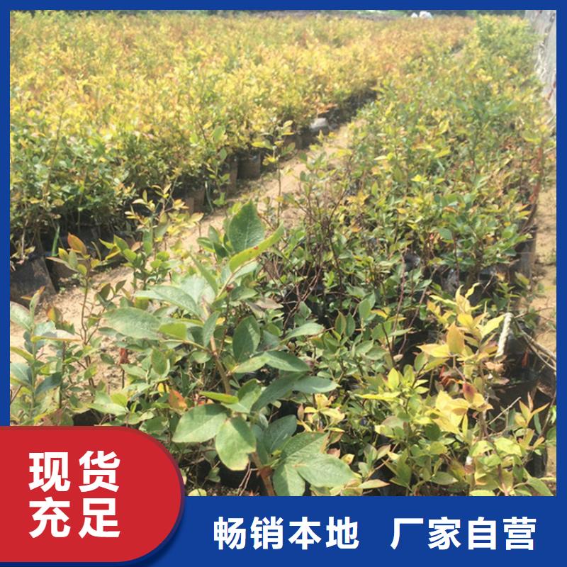 【蓝莓苗】梨树苗材质实在本地厂家