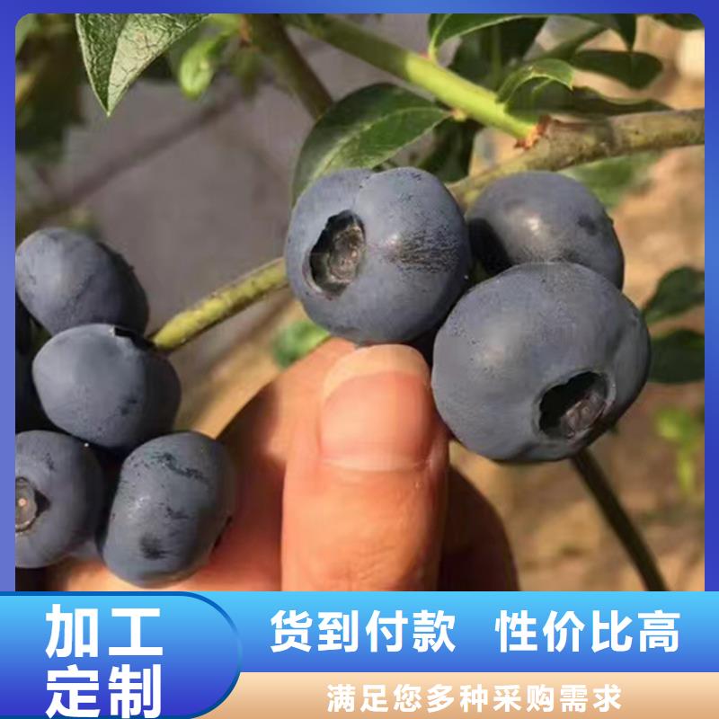 【蓝莓苗西瓜番石榴苗严格把控质量】源厂直销
