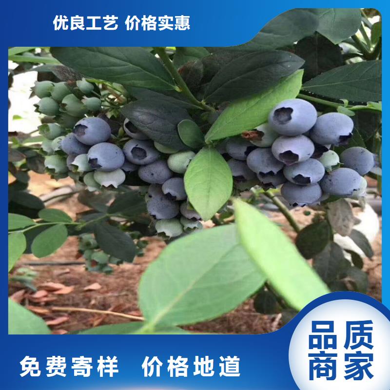 蓝莓苗奶油草莓多种工艺工厂采购