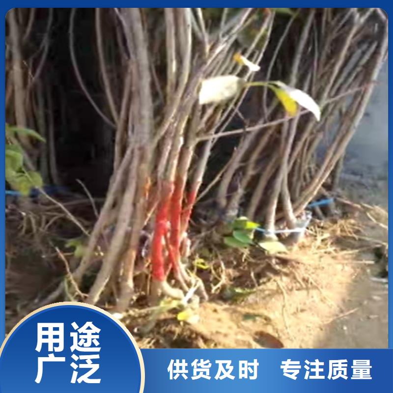 櫻桃石榴樹真材實(shí)料加工定制您想要的我們都有