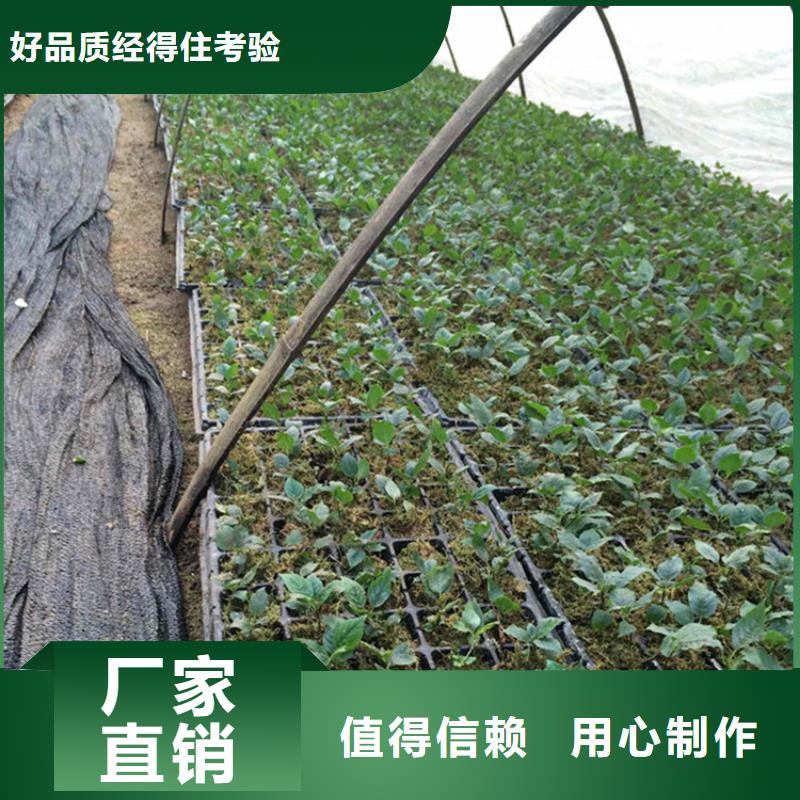 矮化车厘子树苗经济效益当地供应商