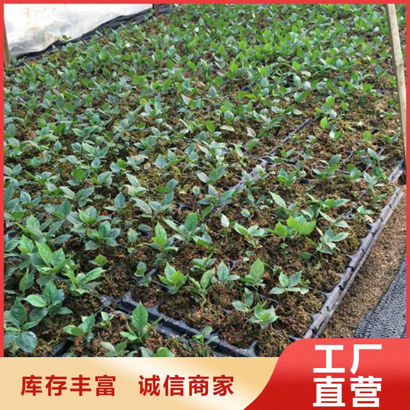 樱桃,无花果苗选择大厂家省事省心款式新颖